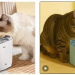 Fonte de Água para Gatos: Benefícios e Onde Comprar