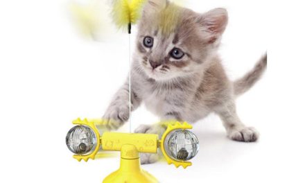 Onde Comprar Brinquedos para Gatos a Bom Preço