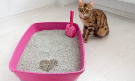 Areia para Gatos: Como Escolher e Onde Comprar