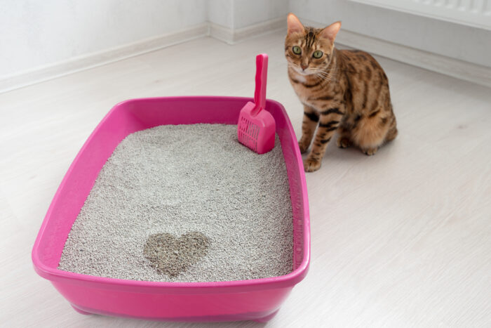 Areia para Gatos: Como Escolher e Onde Comprar